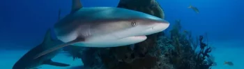 Haie im Mittelmeer
