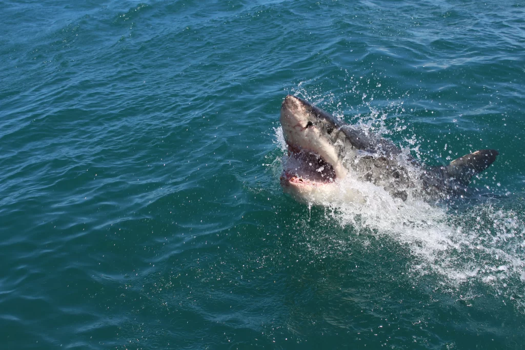 Weißer Hai am gefährlichsten Strand
