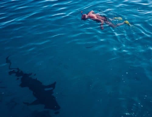 Die 12 BESTEN Tipps um einen Haiangriff zu VERMEIDEN!